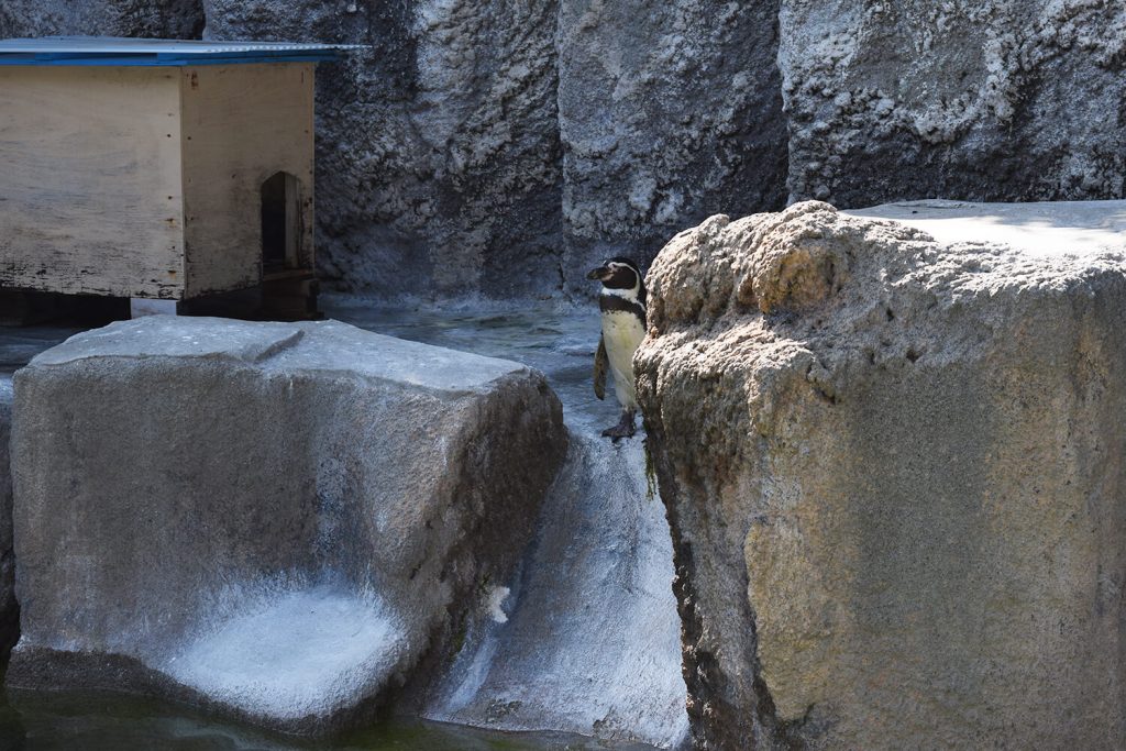 浜松をドライブ！car trip 浜松 浜松市動物園 はまZOO