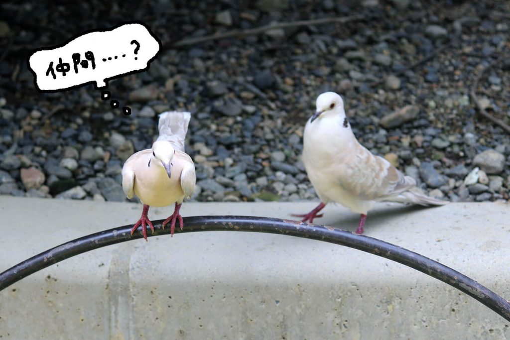 浜松をドライブ！car trip 浜松 浜松市動物園 はまZOO