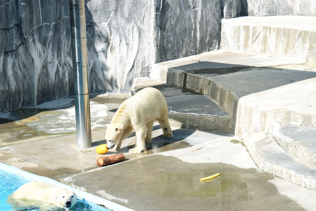 浜松をドライブ！car trip 浜松 浜松市動物園 はまZOO