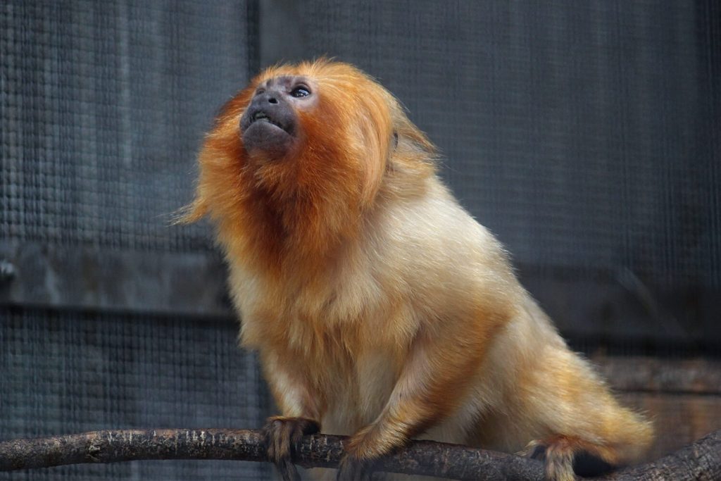 浜松をドライブ！car trip 浜松 浜松市動物園 はまZOO