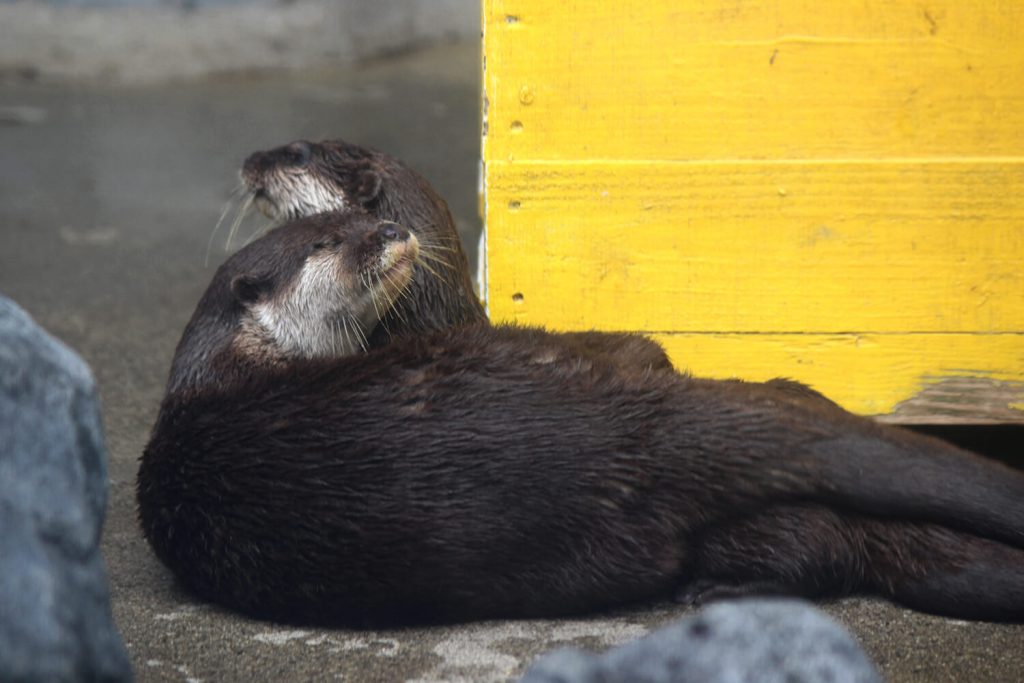 浜松をドライブ！car trip 浜松 浜松市動物園 はまZOO