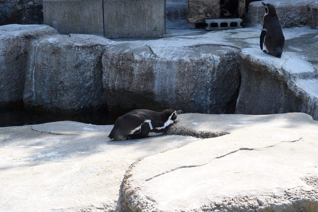 浜松をドライブ！car trip 浜松 浜松市動物園 はまZOO