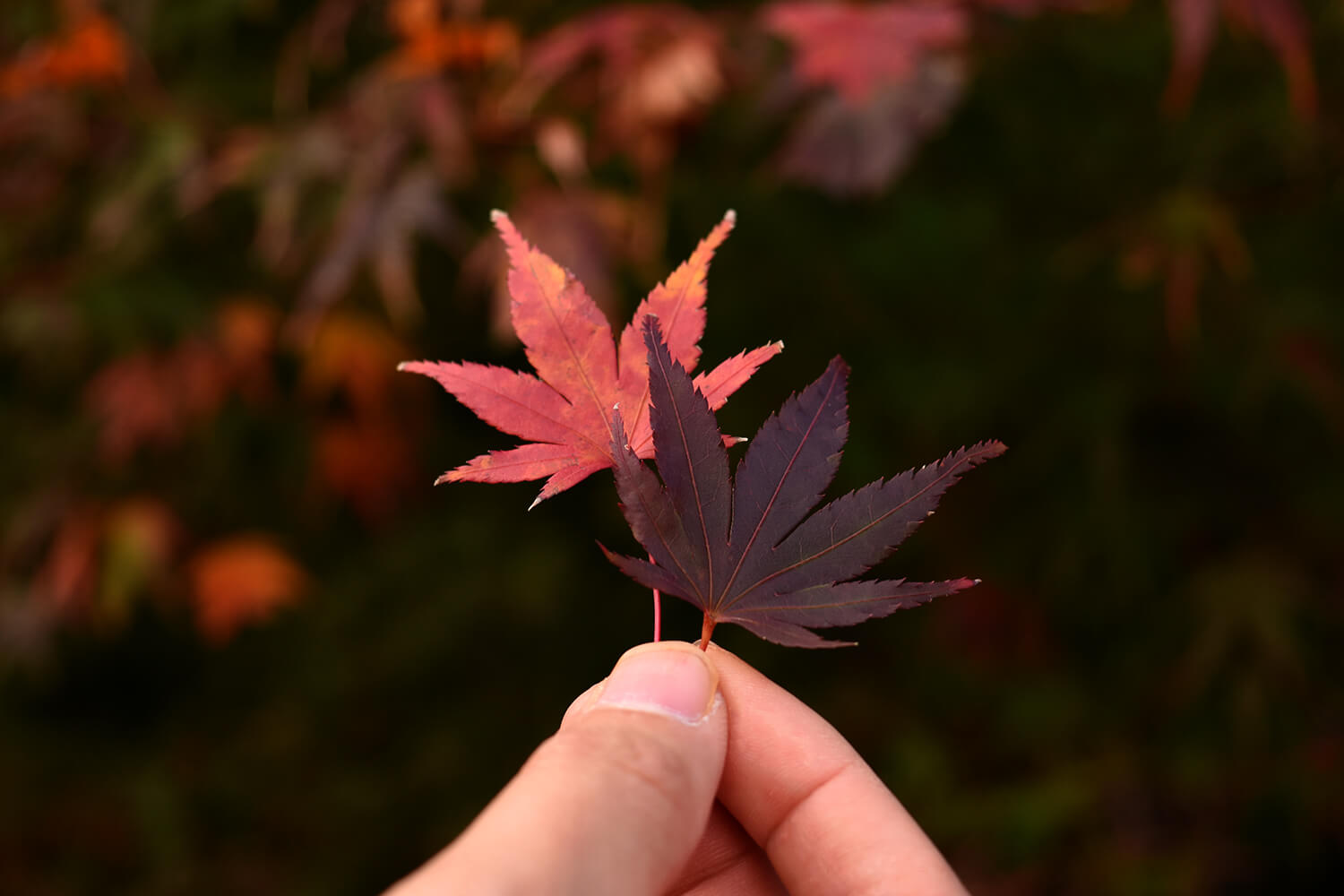 浜松をドライブ！car trip 白倉峡 紅葉