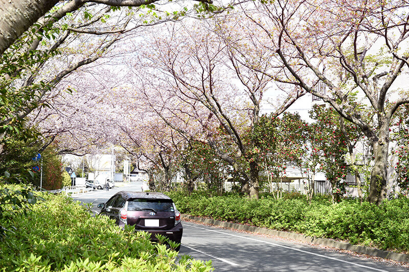 浜松をドライブ！car trip 浜松 佐鳴湖公園への旅