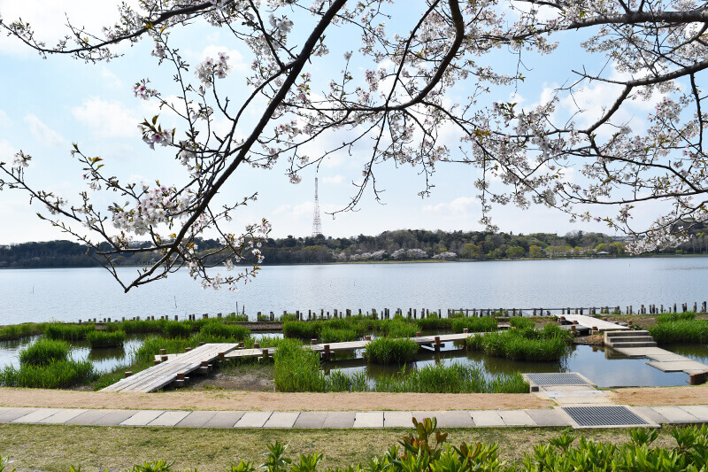 浜松をドライブ！car trip 浜松 佐鳴湖公園への旅