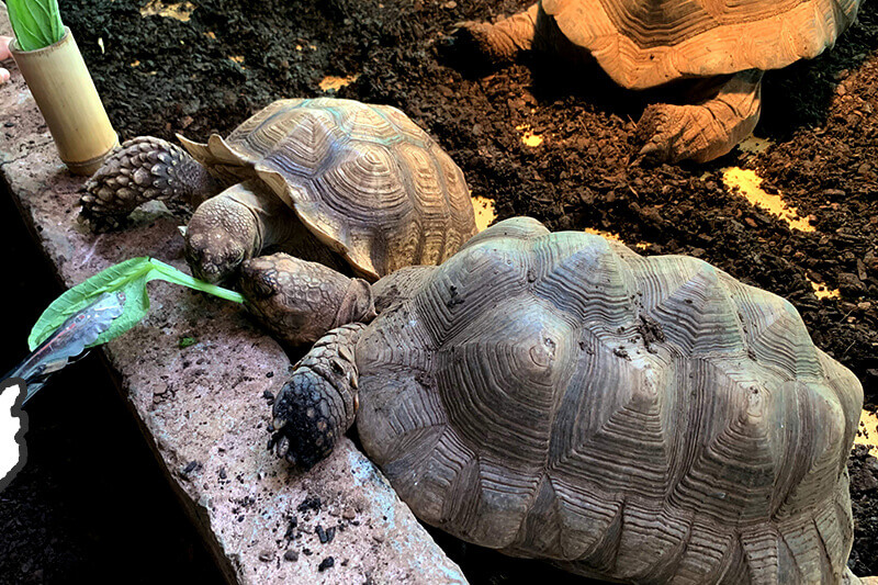 浜松をドライブ！car trip 浜松 伊豆 爬虫類がいる体験型動物園iZooへの旅