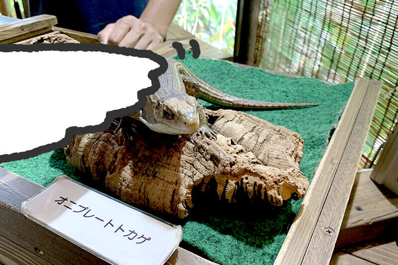 浜松をドライブ！car trip 浜松 伊豆 爬虫類がいる体験型動物園iZooへの旅