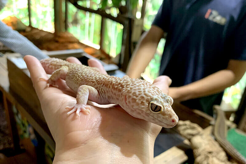 浜松をドライブ！car trip 浜松 伊豆 爬虫類がいる体験型動物園iZooへの旅