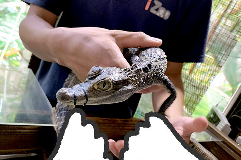 浜松をドライブ！car trip 浜松 伊豆 爬虫類がいる体験型動物園iZooへの旅