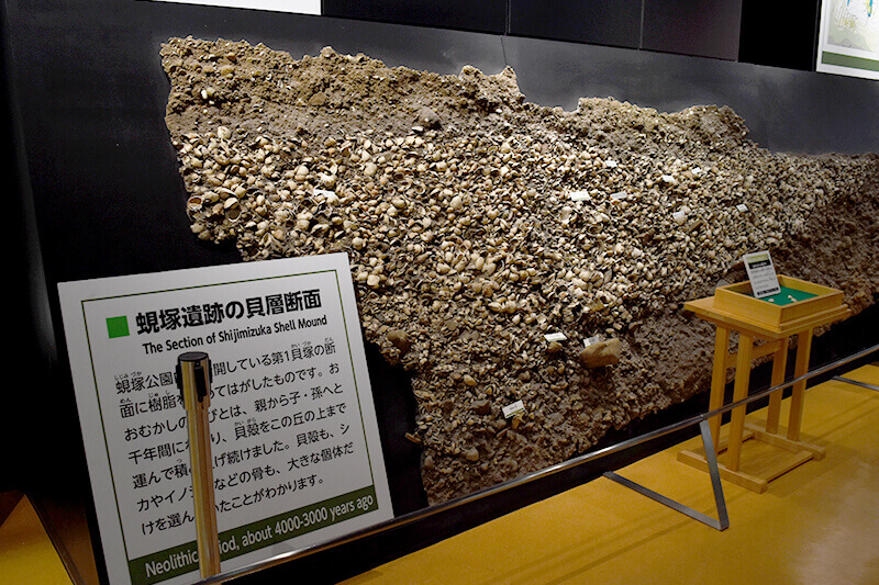 貴重な資料・展示で浜松の歴史を学ぶ蜆塚遺跡・浜松市博物館へのドライブ旅