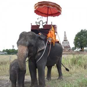 カトリさん、ゾウさんに揺られるー海外旅行 タイへの旅