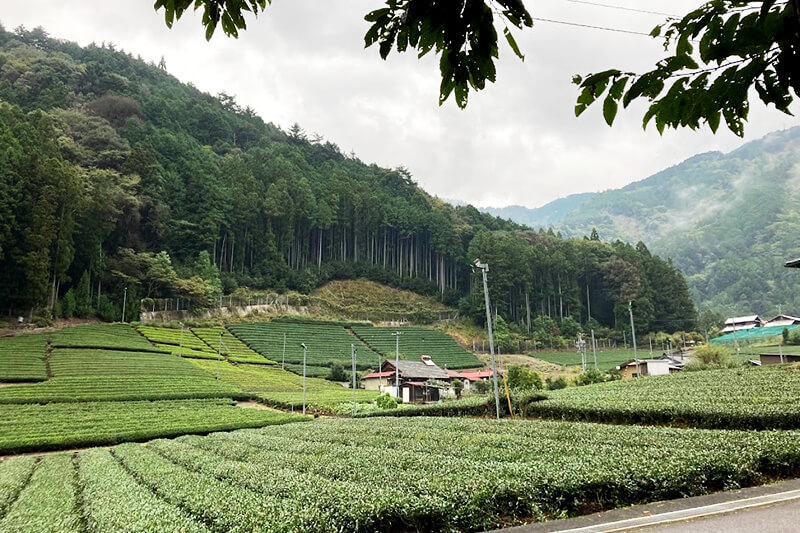 浜松をドライブ！car trip 大井川 川根本町 もりのくに もりのいずみ もりのコテージ テニス キャンプ