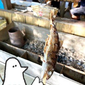 【番外編】カトリさん、釣って焼くーやまめ平への旅