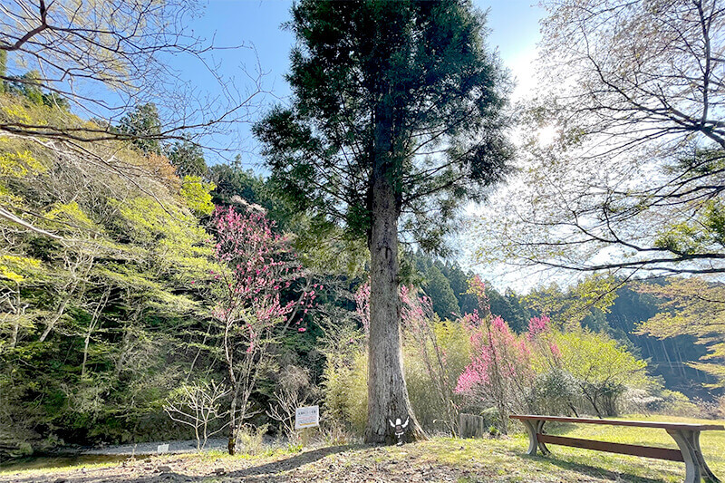 セカンドステージ カトリさん car trip 浜松 天狗 春野いきいき天狗村