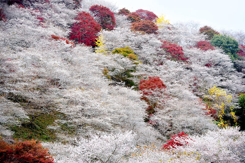 セカンドステージ カトリさん car trip 浜松 小原四季桜まつり 紅葉