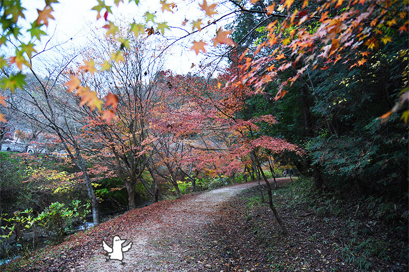 セカンドステージ カトリさん car trip 浜松 小原四季桜まつり 紅葉