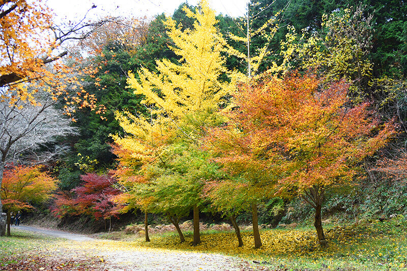 セカンドステージ カトリさん car trip 浜松 小原四季桜まつり 紅葉