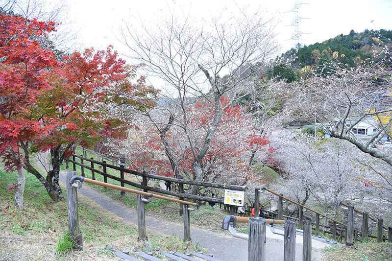 セカンドステージ カトリさん car trip 浜松 小原四季桜まつり 紅葉