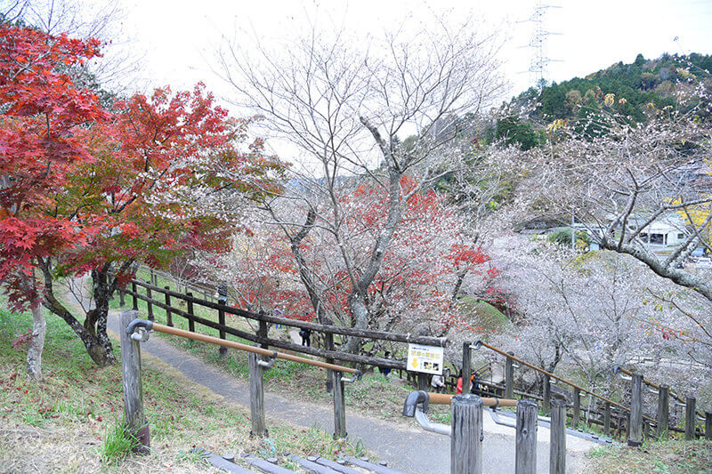 セカンドステージ カトリさん car trip 浜松 小原四季桜まつり 紅葉