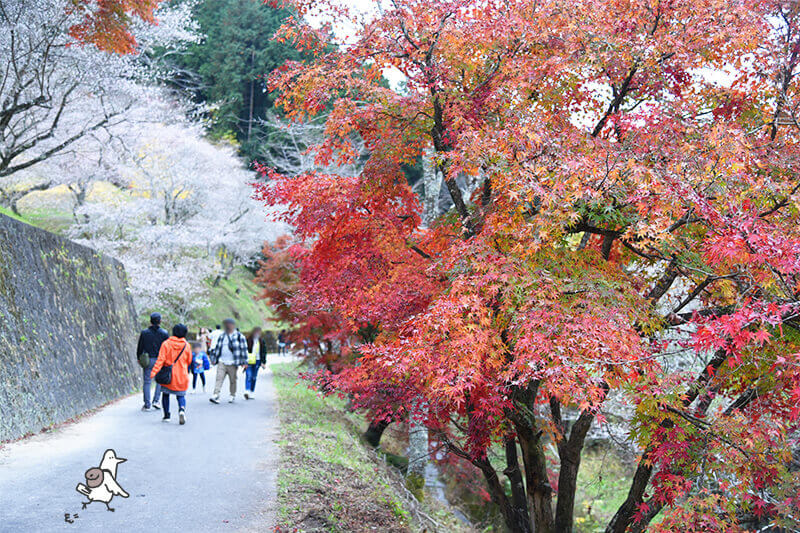 セカンドステージ カトリさん car trip 浜松 小原四季桜まつり 紅葉