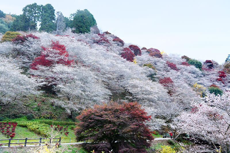 セカンドステージ カトリさん car trip 浜松 小原四季桜まつり 紅葉