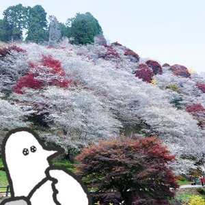 【番外編】カトリさん、秋と春を同時に楽しむー小原四季桜まつりへの旅