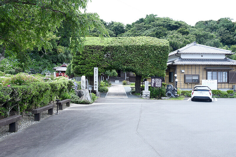 セカンドステージ カトリさん car trip 浜松 掛川 本勝寺 あじさい 祭