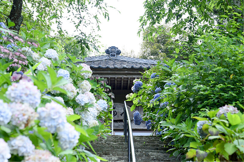 セカンドステージ カトリさん car trip 浜松 掛川 本勝寺 あじさい 祭