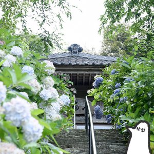 【番外編】カトリさん、梅雨ならではの風情を感じるー本勝寺あじさい祭りへの旅