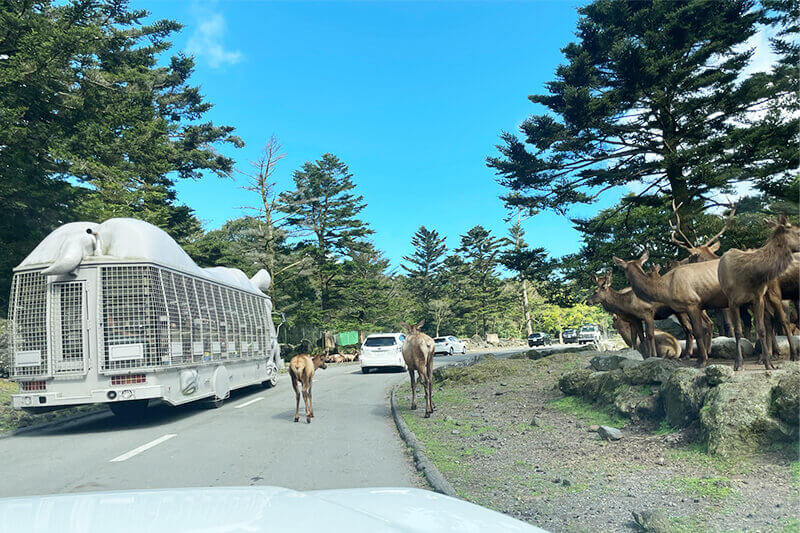 セカンドステージ カトリさん car trip 浜松 サファリパーク