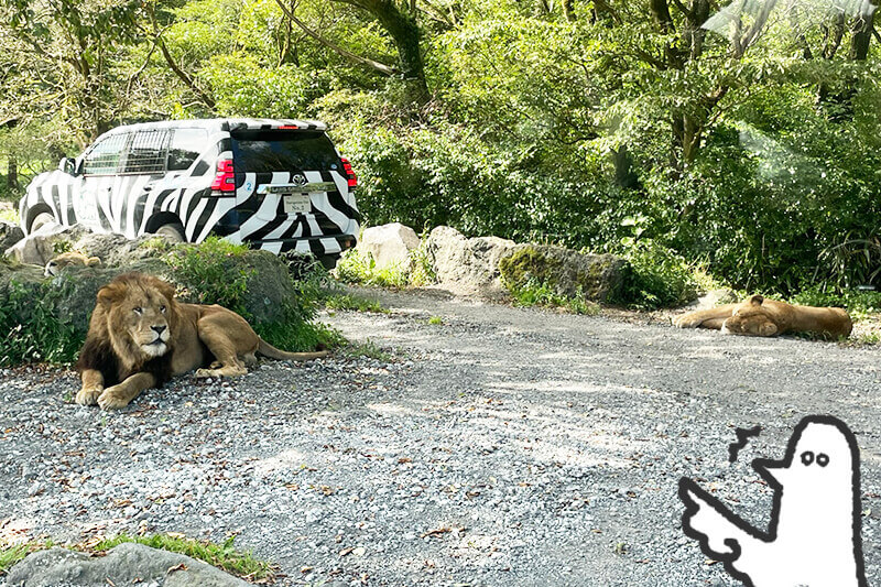 セカンドステージ カトリさん car trip 浜松 サファリパーク