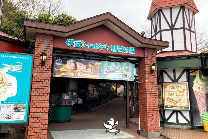 浜松をドライブ！car trip 伊豆 伊豆シャボテン動物公園 カピバラ 温泉 動物園