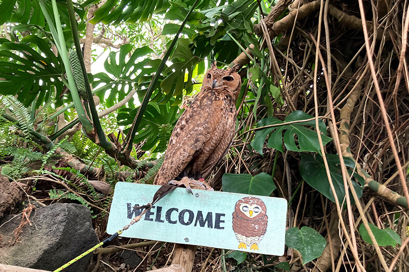 浜松をドライブ！car trip 伊豆 伊豆シャボテン動物公園 カピバラ 温泉 動物園