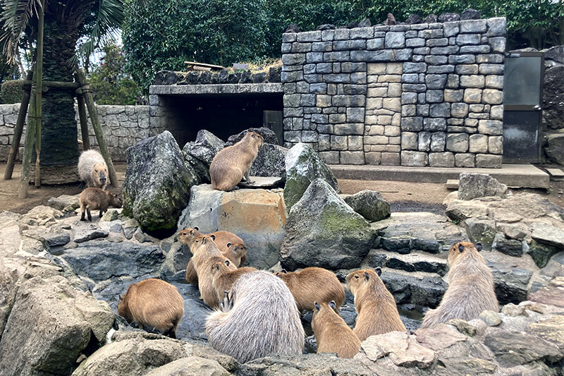 浜松をドライブ！car trip 伊豆 伊豆シャボテン動物公園 カピバラ 温泉 動物園