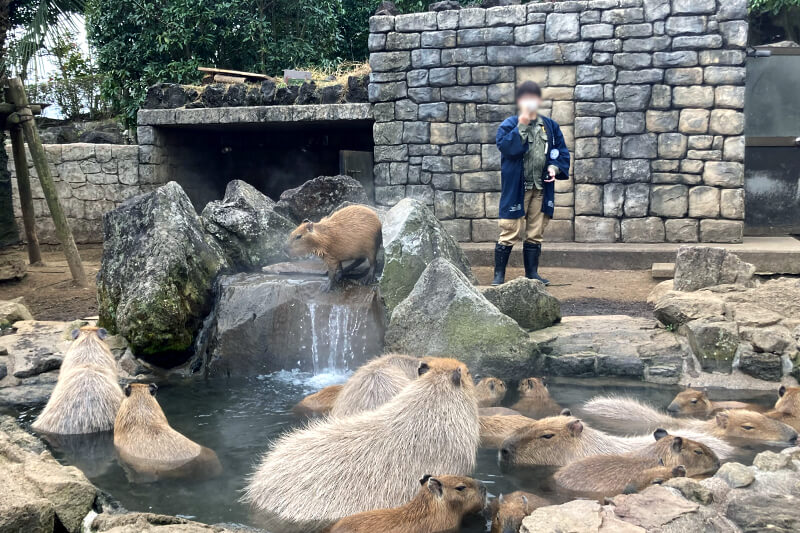 浜松をドライブ！car trip 伊豆 伊豆シャボテン動物公園 カピバラ 温泉 動物園