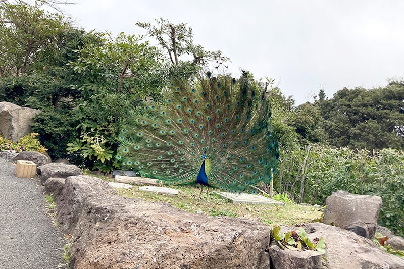 浜松をドライブ！car trip 伊豆 伊豆シャボテン動物公園 カピバラ 温泉 動物園