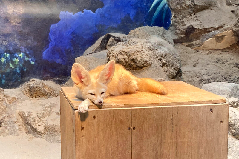 浜松をドライブ！car trip 伊豆 伊豆シャボテン動物公園 カピバラ 温泉 動物園