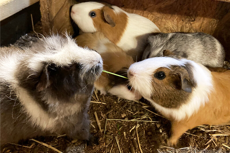 浜松をドライブ！car trip 伊豆 伊豆シャボテン動物公園 カピバラ 温泉 動物園