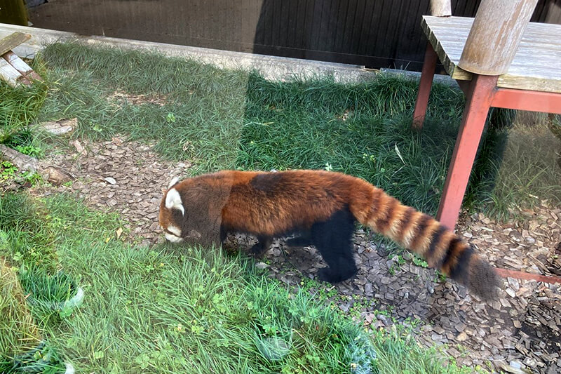 浜松をドライブ！car trip 浜松 日本平 日本平動物園 動物園 レッサーパンダ 楓太くん 遊園地