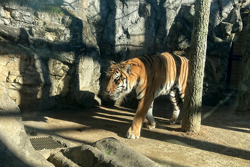 浜松をドライブ！car trip 浜松 日本平 日本平動物園 動物園 レッサーパンダ 楓太くん 遊園地