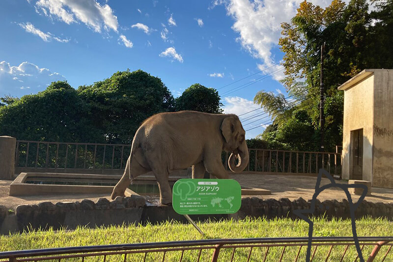 浜松をドライブ！car trip 浜松 日本平 日本平動物園 動物園 レッサーパンダ 楓太くん 遊園地