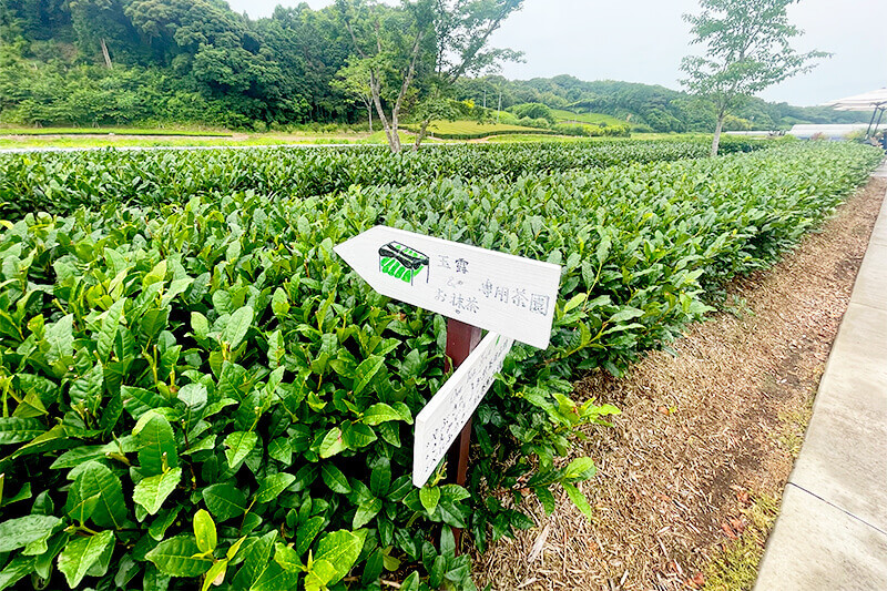 セカンドステージ カトリさん car trip 浜松 掛川 茶の庭 掛川茶